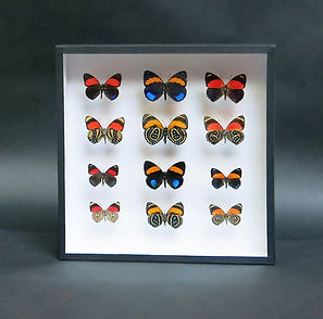 Callicore aegina, pastazza, cajetani, cyllene, eunomia, hystaspes in Handmade Frame. 