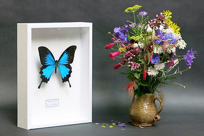 Papilio ulysses 26x19cm White Frame Handmade