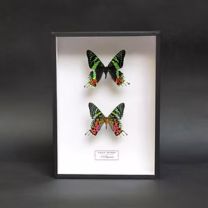 Urania riphaeus - the Sunset Moth in Handmade 26x19cm Frame