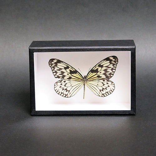 Idea leuconoe gordita