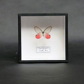 Cithaerias aurorina in Handmade 15x15cm Shadowbox Frame