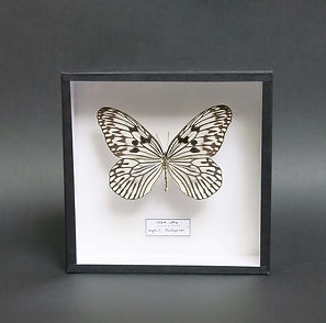 Idea idea (the Paper Kite) in Handmade 19x19cm Frame