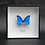 Thumbnail: Morpho anaxibia